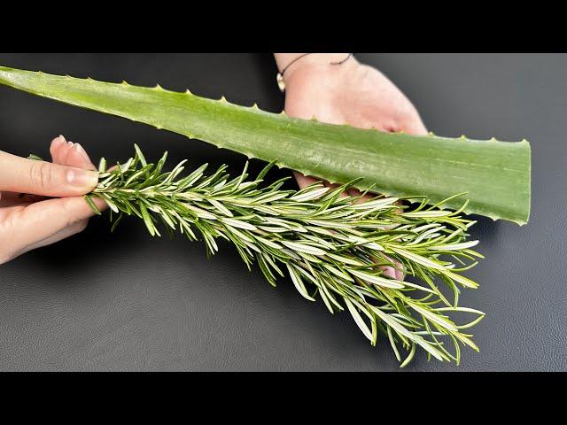 Aloe Vera and Rosemary remove all toxins from the body! Destruction of toxins and fungi