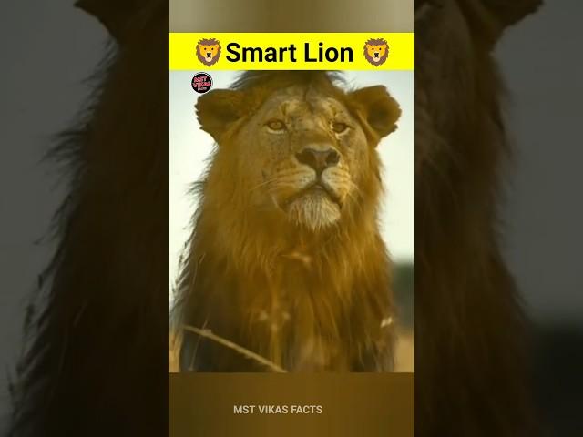 Smart Lions  Amazing Facts #facts #shorts #factmate #amazingfacts #factminerandomfacts