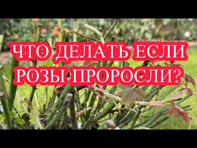 ЧТО ДЕЛАТЬ, ЕСЛИ РОЗЫ ПРОРОСЛИ?