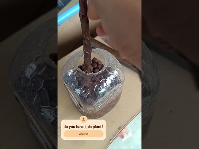 grow begonia from cuttings