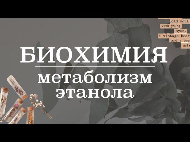 Пути метаболизма этанола в печени | Биохимия