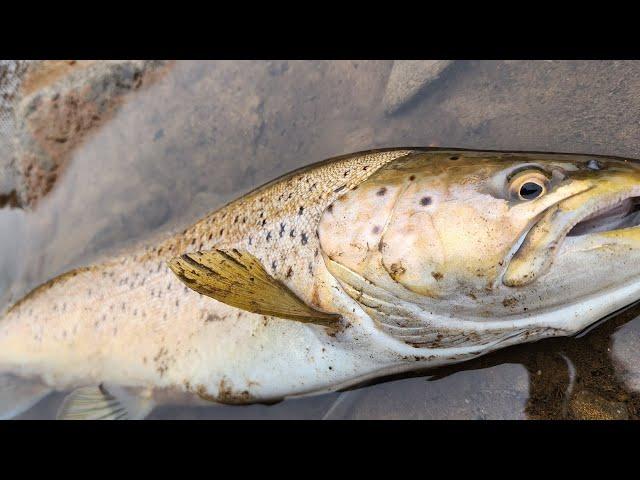 北海道十勝糠平湖 ブラウントラウト 47cm