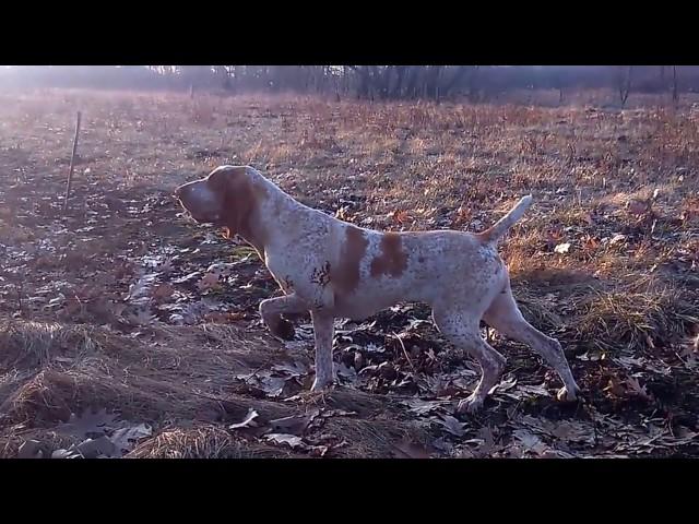 Bracco italiano pointing quail / Bracco italiano stójka do przepiórki