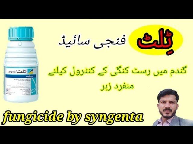 Tilt syngenta fungicide||propiconazole fungicide||tilt fungicide detail|| jutt Agri tips