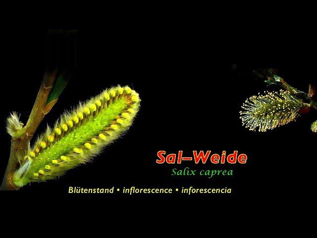 Weidenkätzchen, inflorescence, inflorescencia, Salix caprea, trilingual