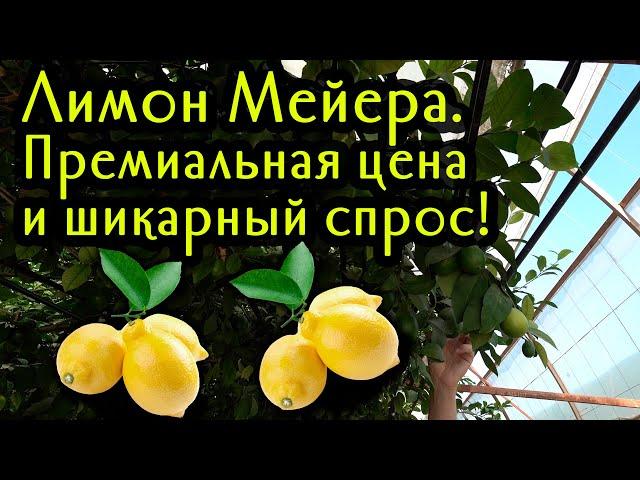 Лимон Мейера. Премиальная цена и шикарный спрос!