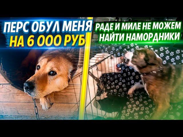 Наконец вывели Бельчика на прогулку.Миле и Раде ищем Намордники, что б отпустить обеих