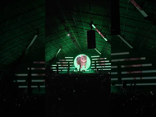 W&W Cat Rave 