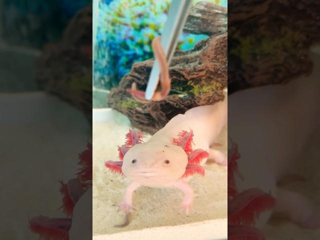 Feeding Axolotl Pinky grew new mustache   ️ #axolotl #feeding