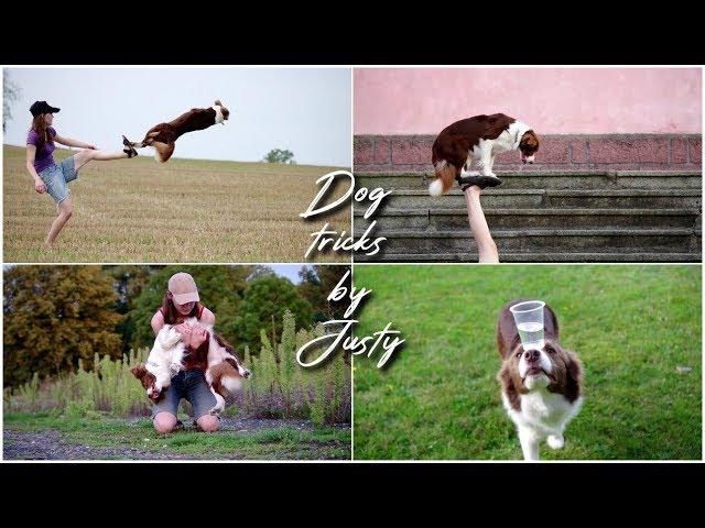 Amazing Dog Tricks by Border Collie JUSTY [4 years]