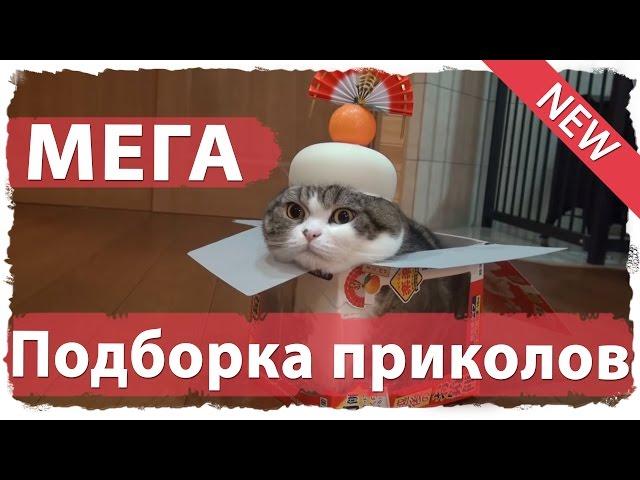 Мега подборка приколов 2015-2016