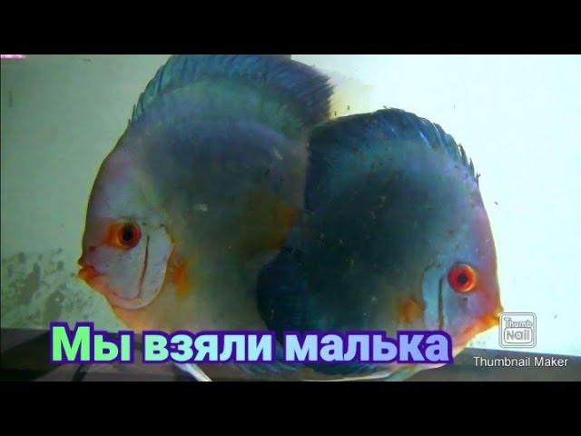 Дискусы Голубой Алмаз взяли малька #discus #aquarium #fish #аквариум #аквариумныерыбки #разводня