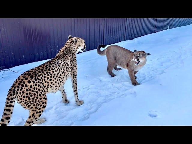 Messi and Gerda walk together in their new area! The narrow walking path that ruined everything