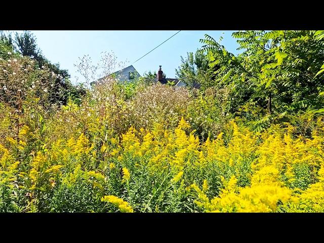 Nobody would help this Family with this Terrifying yard, now we know why!