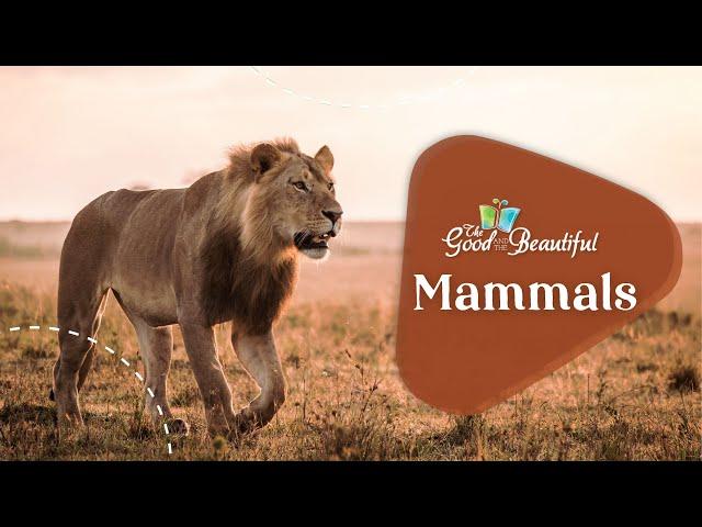 Fun Facts about Mammals | Mammals | The Good and the Beautiful