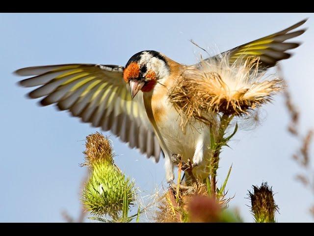 Goldfinch beautifull birds in autumn