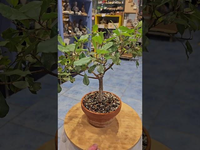 Ficus Burkei bonsai update