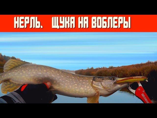 Река Нерль. Щука на воблеры