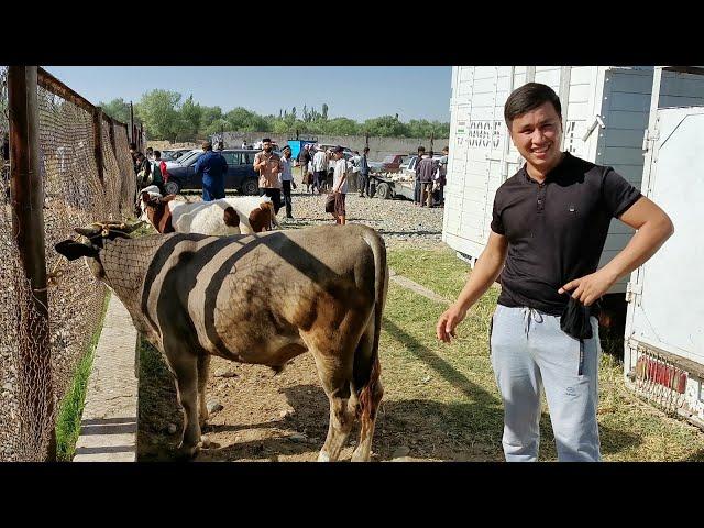 Шанбебозор кириллик нархи гови зур арзон бозори бехтарин 20.06.2020 новинки