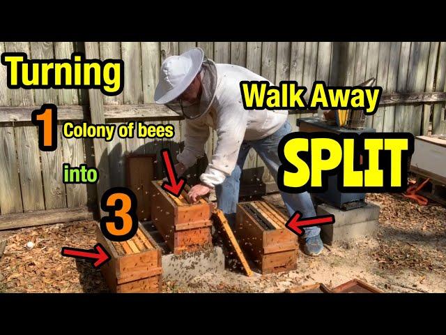 Walk Away SPLIT - TURNING 1 Honey Bee Hive INTO 3!!!