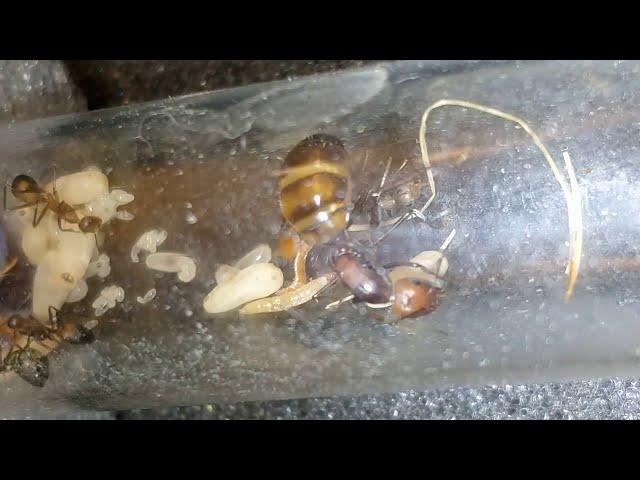 ЖЗМ. Camponotus nicobarensis ч4. - Финал