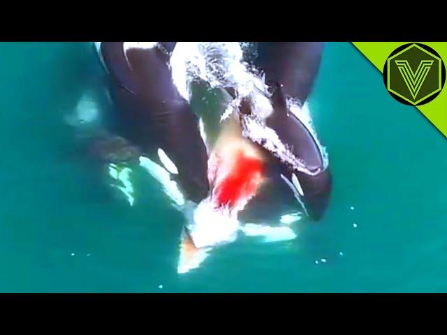 ORCA — the superpredator that kills whales and dolphins! Orca vs blue whale and elephant seal!