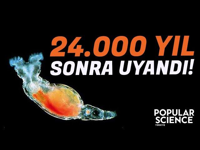 24.000 Yıl Sonra Uyandılar! Karşınızda Bdelloid Rotifier | Popular Science Türkiye