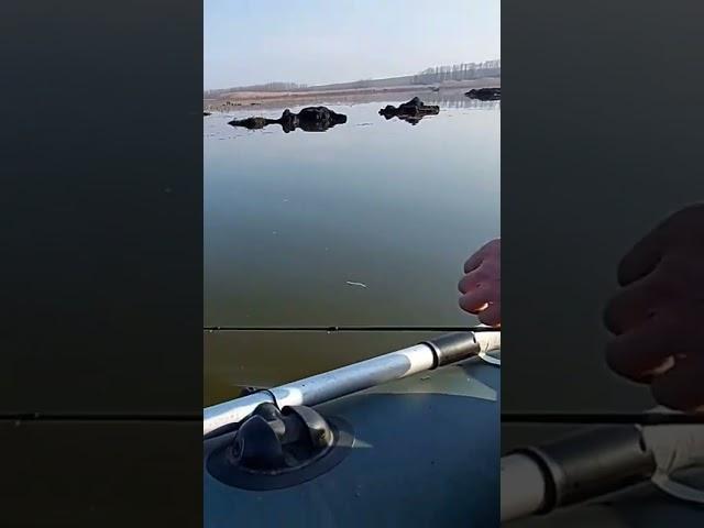 Рыбалка на лодке. Ловля джигом. Риболовля в Украине #рыбалка #fishing #риболовля