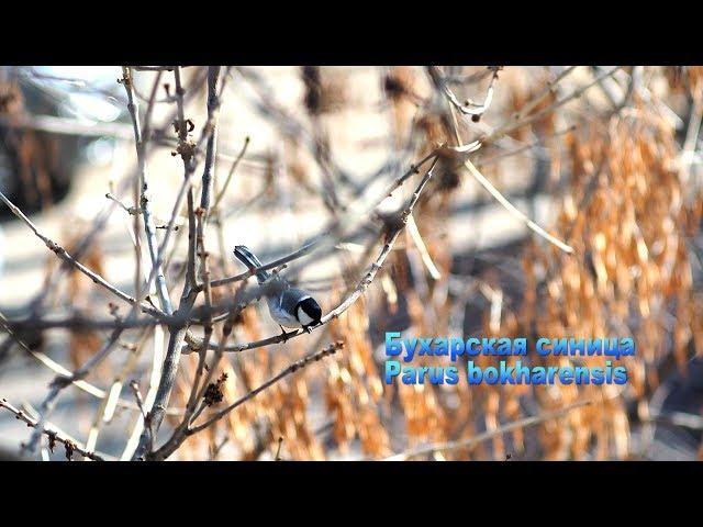 Бухарская синица (Parus bokharensis)