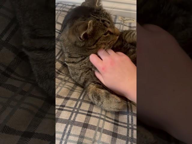  #cat #kitten #cute #funny #pets #wholesome #asmr #viral #shorts