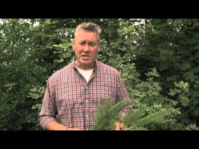 Identifying Douglas Fir