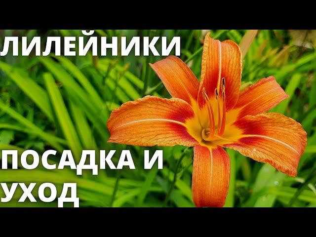 Лилейники - посадка и уход