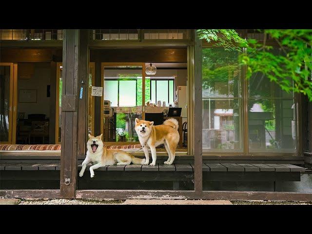 Staying at an Akita Dogs Hotel in Japan | Kakunodate Samurai Residences Enishi