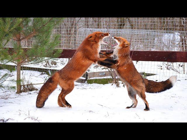 Red Foxes Playing in the Snow