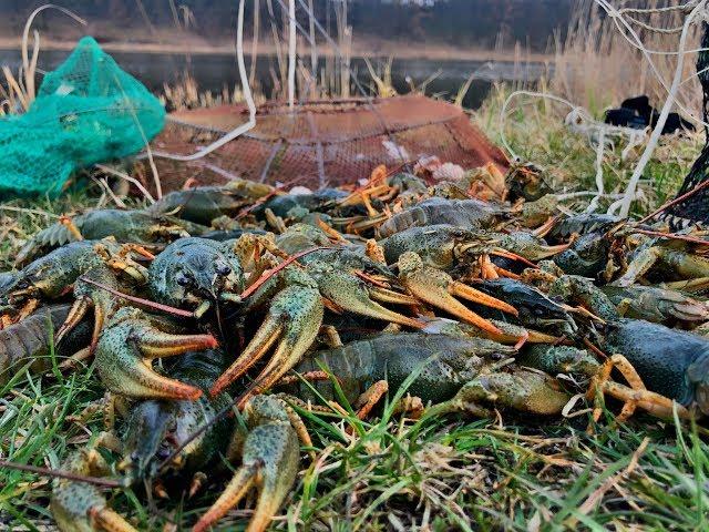 КАК БЫСТРО И ПРОСТО ПОЙМАТЬ КРУПНЫХ РАКОВ|ТЕСТ РАКОЛОВОК