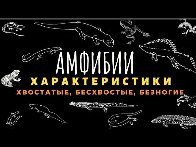 Класс земноводные или амфибии. Биология 7 класс. Земноводные животные. Строение, отличия. ЕГЭ