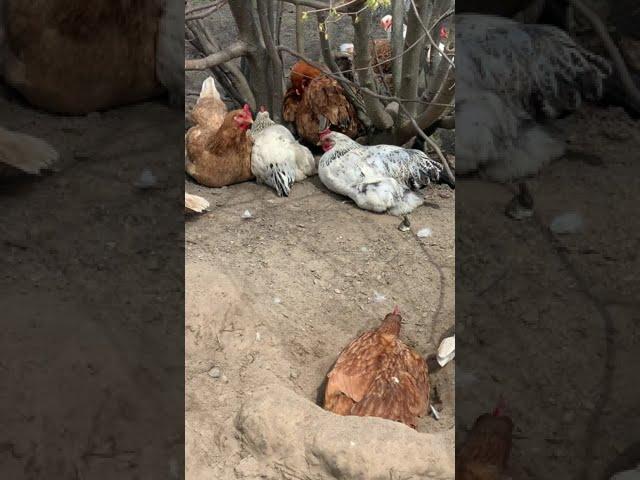 Кури відпочвають на природі! Домашні тваринки! Chickens are resting in nature! Pets! #Shorts