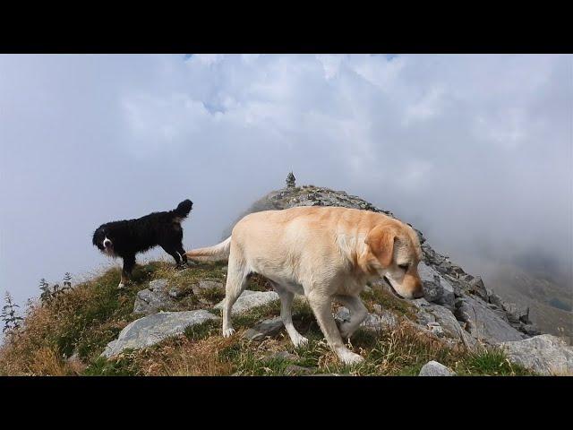 Stella e Artù, cani felici in montagna