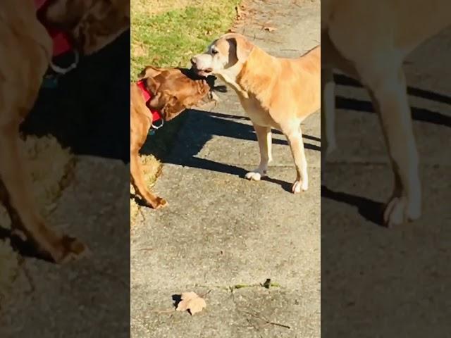 Mastiff vs Pit-Lab