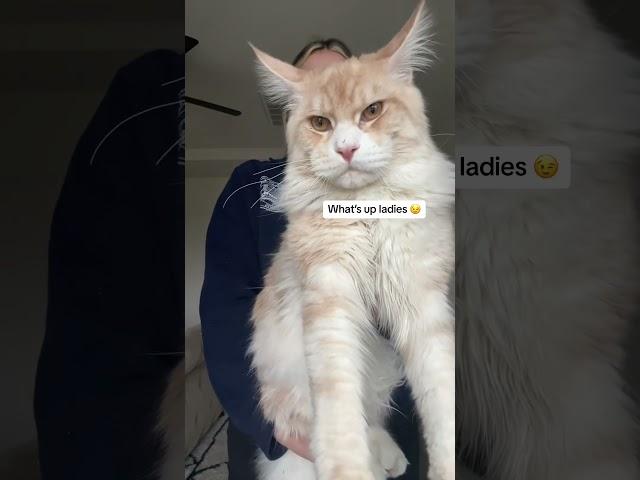#mainecoon #cat #bigcat #7montholdcat