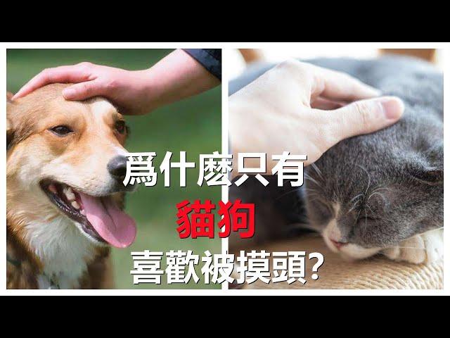 【撫摸動物】為什麽只有貓和狗喜歡被摸頭？