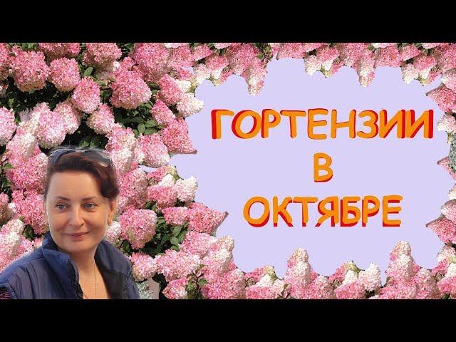 Гортензии в Октябре.  Сад Людмилы Кудасовой