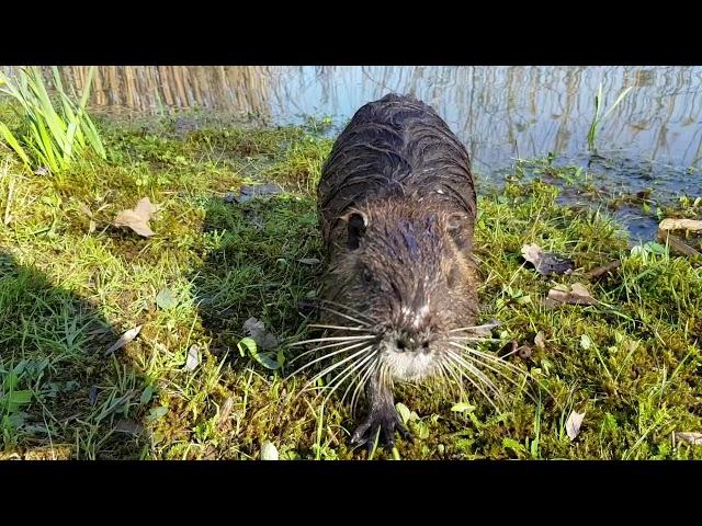 Killer Nutria im Angriff