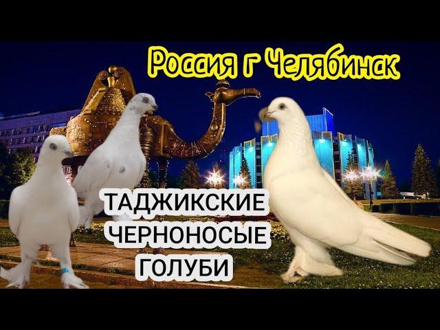 Черноносые Таджикские Голуби,Россия г Челябинск,《Азиз》Black-nosed Tajik Pigeons,Russia, Chelyabinsk!