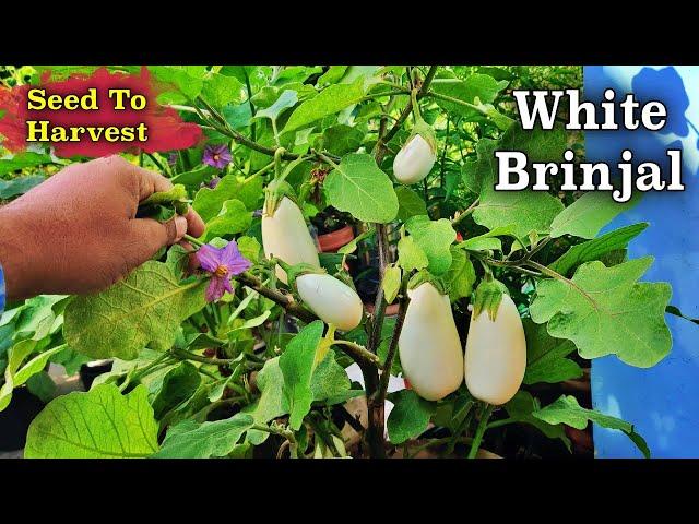 How to Grow White Brinjal from Seeds: Complete Guide to Harvesting!