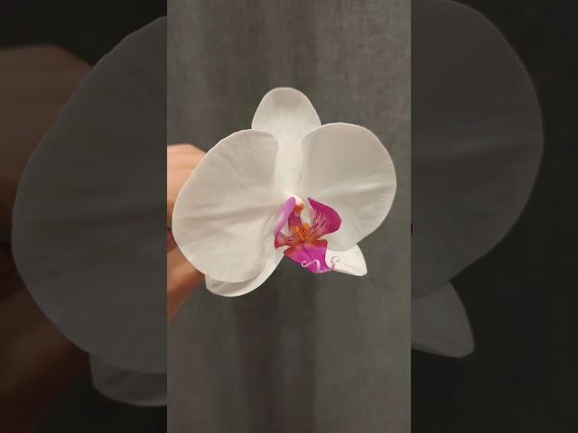 Орхидеи ручной работы из полимерной глины и процесс их создания. Handmade Cold porcelain orchids