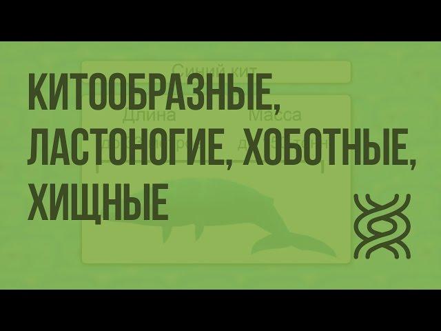 Класс Млекопитающие.Китообразные, Ластоногие, Хоботные, Хищные. Видеоурок по биологии 7 класс