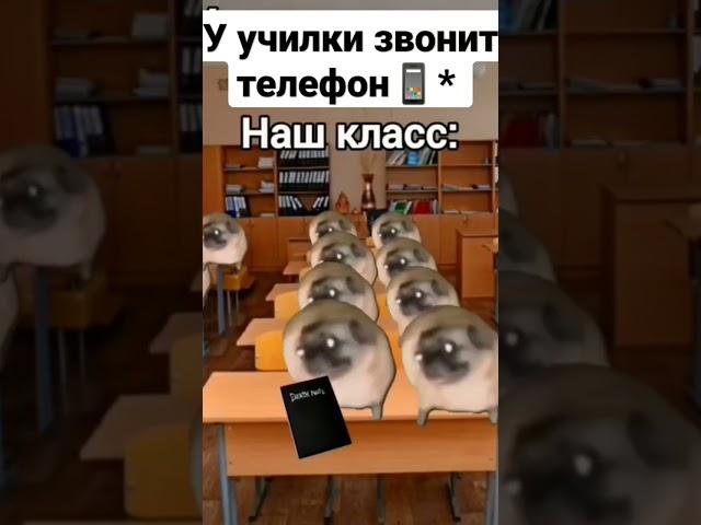 #мем #жиза #чундра-чучундра