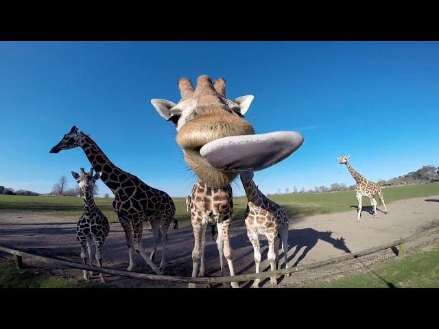 FUNNIEST Exotic Animals | Best Compilation