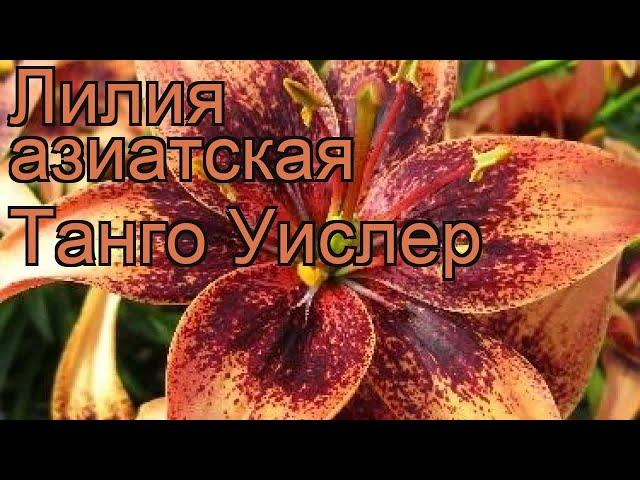 Лилия азиатская (lilium asiatic whistler)  азиатская лилия обзор: как сажать, луковицы лилии